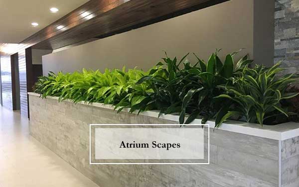 Plant Scapes For Atriums