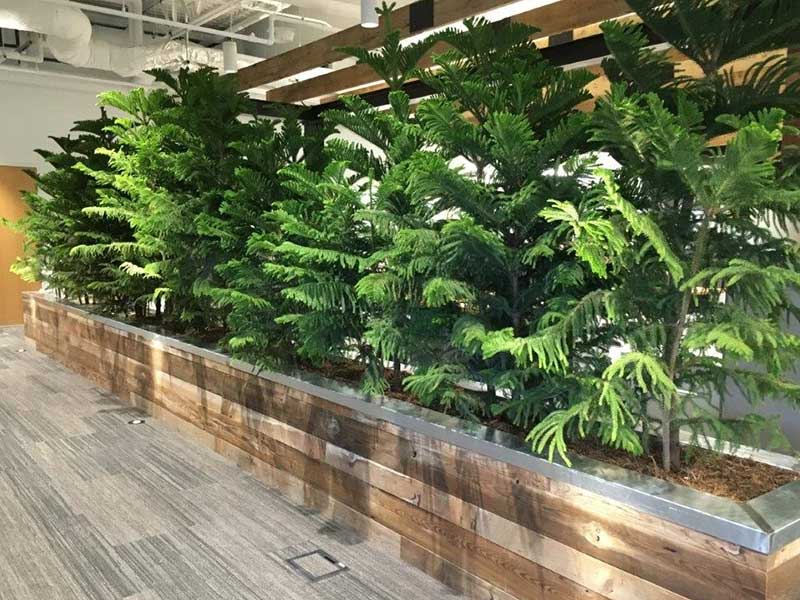 Plant Scapes For Corporate Offices, Plant Scaping For Offices