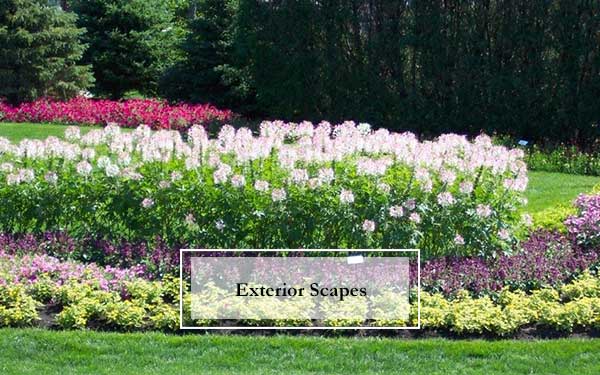Plant Scapes For Building Exterior Areas