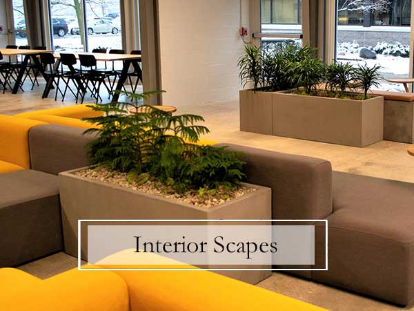 Interior Plant Scaping