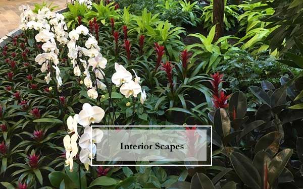 Plant Scape Of Wisconsin, Plant Scapes For Interior Areas