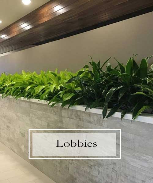 Plants For Building Lobbies, Interior Plant Scapes