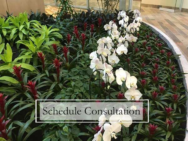 Schedule Consultation With Interior Plant Scape of Wisconsin