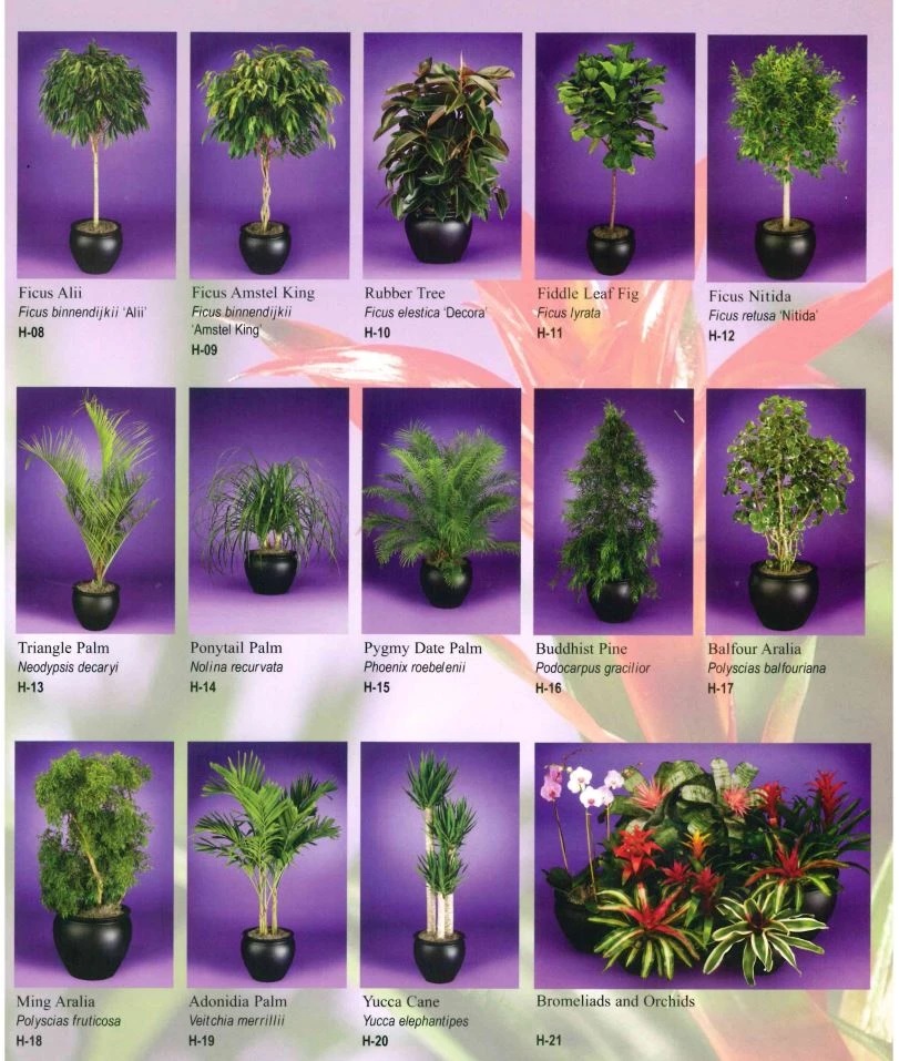Interior Plant Scape of Wisconsin, Plant Container Options